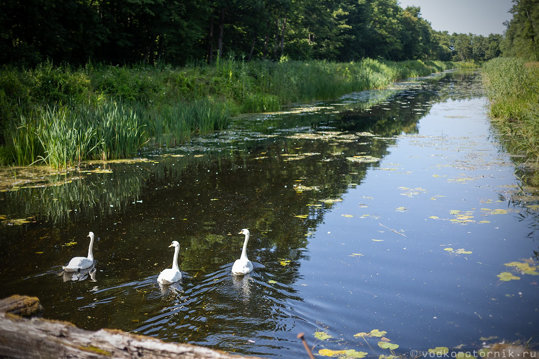 Лебедя на Добринском канале